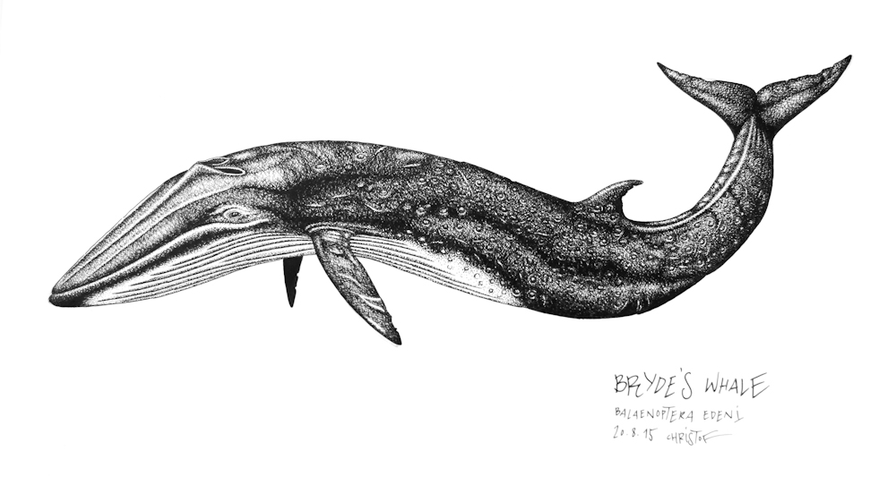 1000x542 whale drawings chris studer oceansounds e v - Whale Drawing Pictures