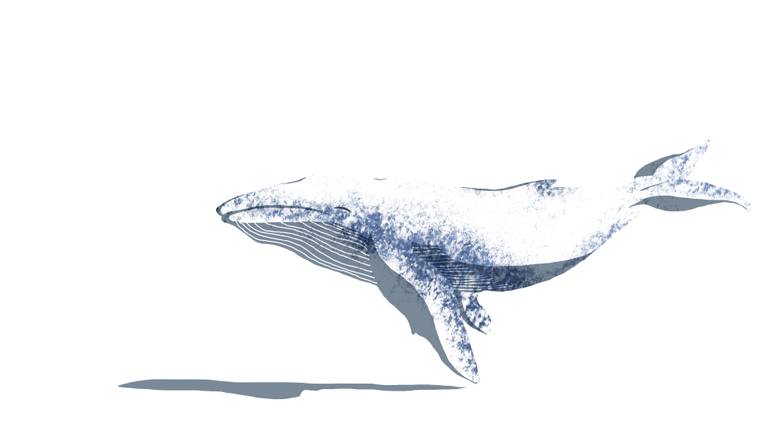 770x445 White Whale Drawing - Whale Drawing Pictures
