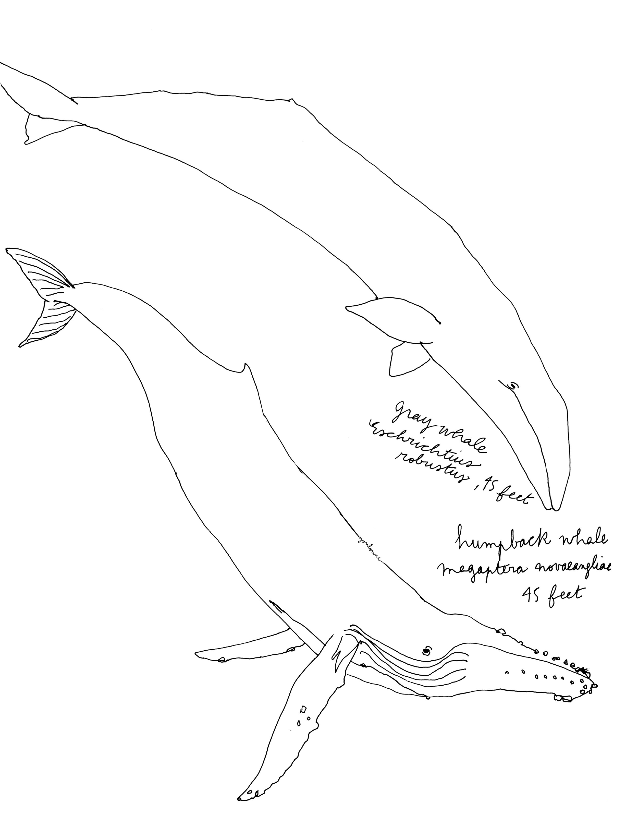 2500x3235 youloune whales - Whale Drawing Pictures