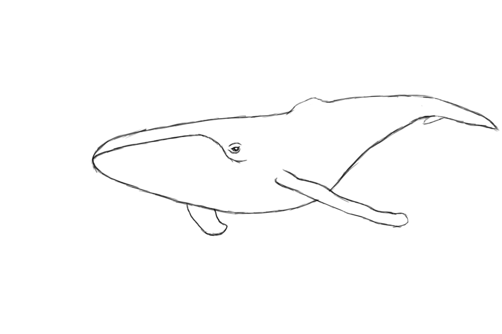 1000x666 How To Draw A Whale - Whale Drawing Pictures