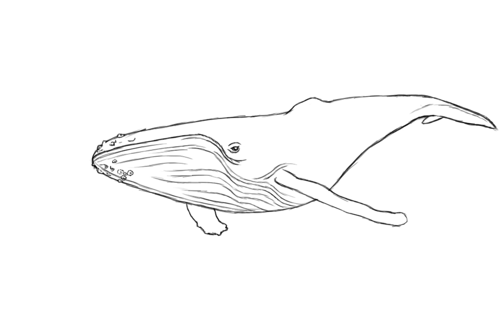 Whale Images Drawings at PaintingValley.com | Explore collection of ...