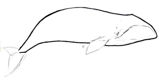 550x271 how to draw a bowhead whale - Whale Images Drawings