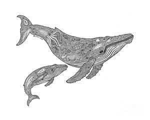 300x240 humpback whale drawings fine art america - Whale Images Drawings