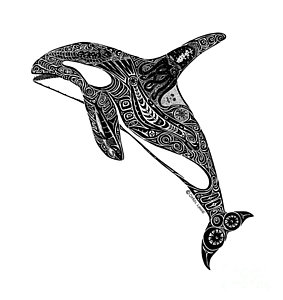 283x300 Killer Whale Drawings Fine Art America - Whale Images Drawings