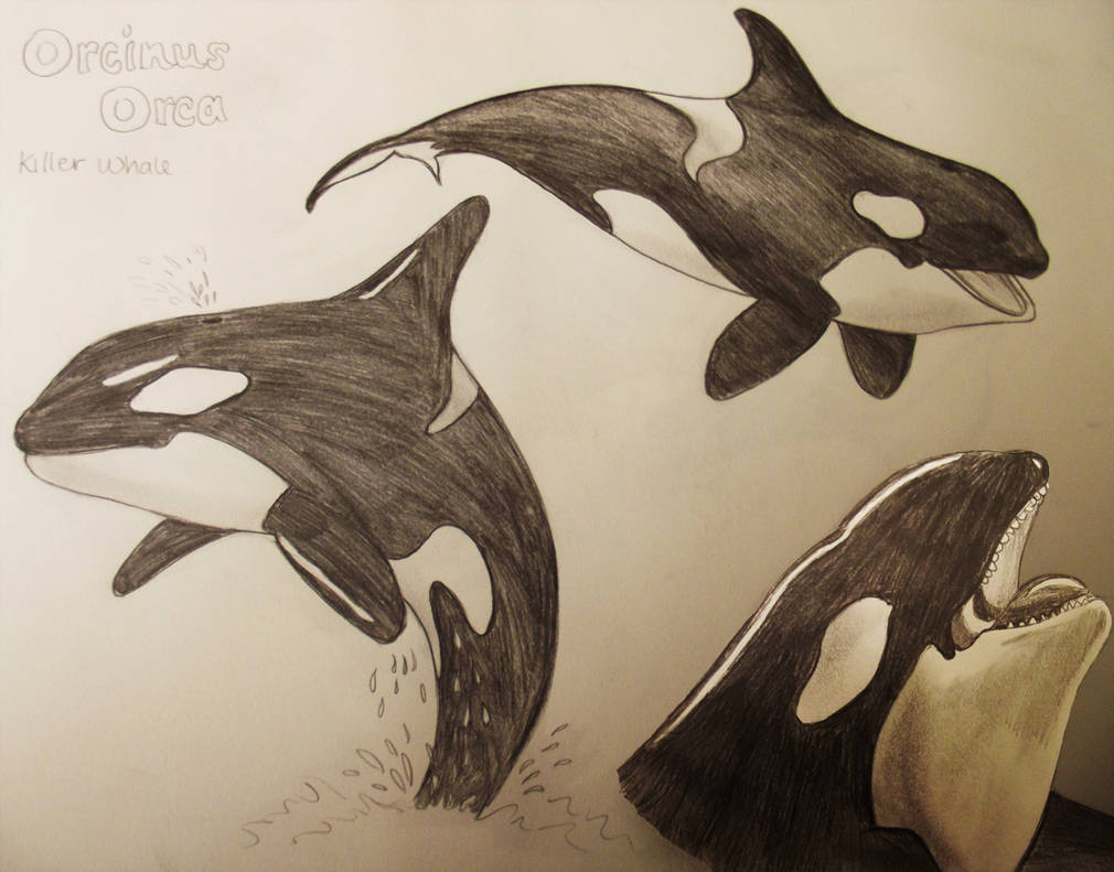 1010x791 Killer Whale Drawings - Whale Images Drawings