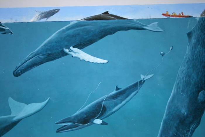 701x468 Visit Our Whale Museum Mics - Whale Images Drawings