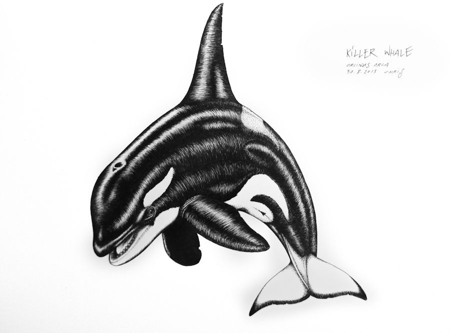 900x667 Whale Drawings Chris Studer Oceansounds E V - Whale Images Drawings