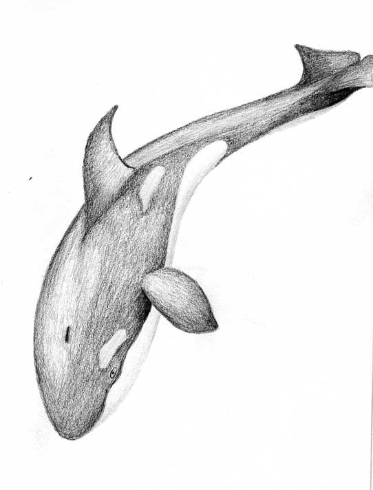 542x712 Whale - Whale Images Drawings