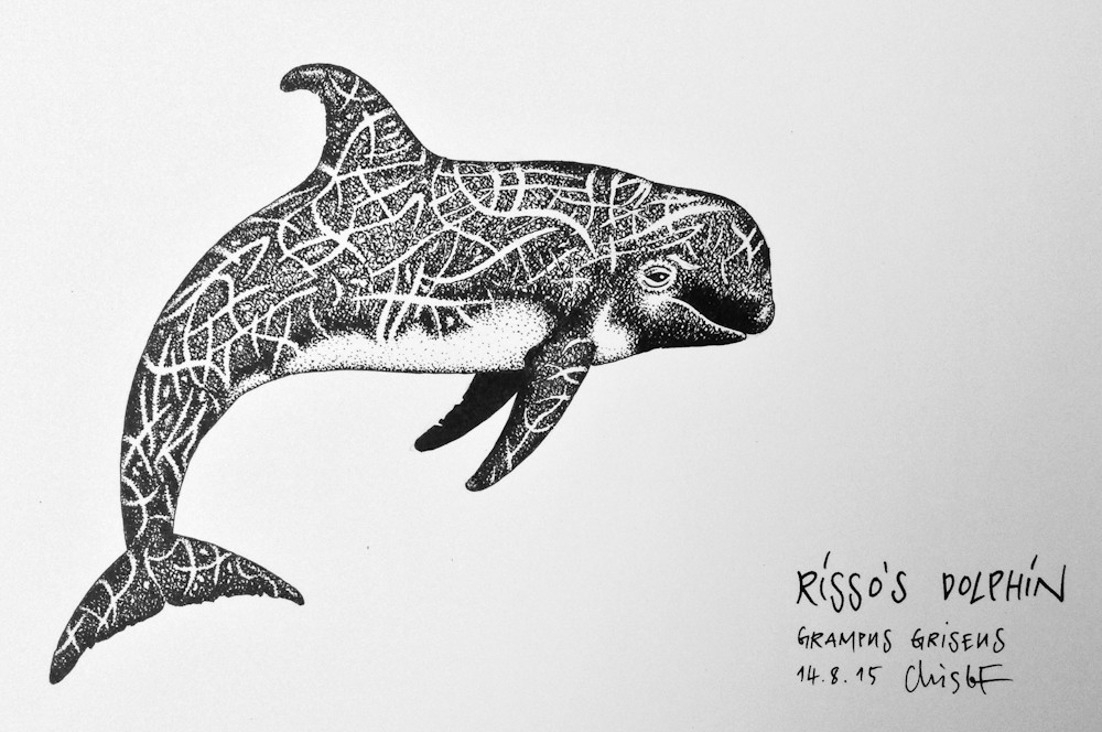 1000x664 whale drawings engine problems oceansounds e v - Whale Images Drawings