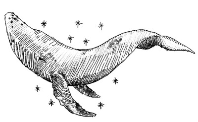 400x246 Whale Sketch Tumblr - Whale Images Drawings