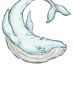 236x295 best whale drawing images whales, whale drawing, dolphins - Whale Images Drawings