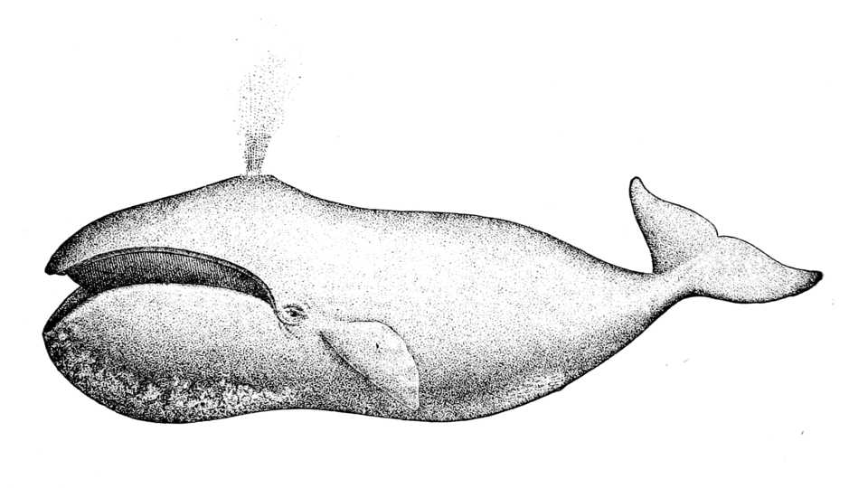 960x540 whale drawing bowhead whale for free download - Whale Images Drawings