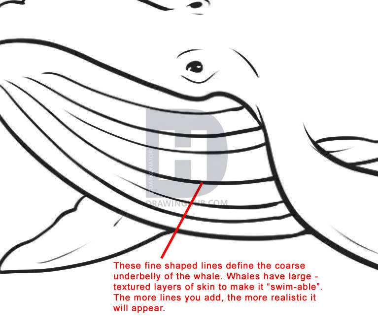 767x664 How To Draw A Whale, Step - Whale Line Drawing
