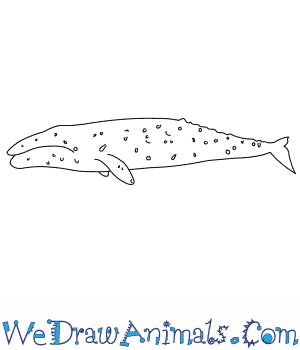 300x350 How To Draw A Gray Whale - Whale Line Drawing