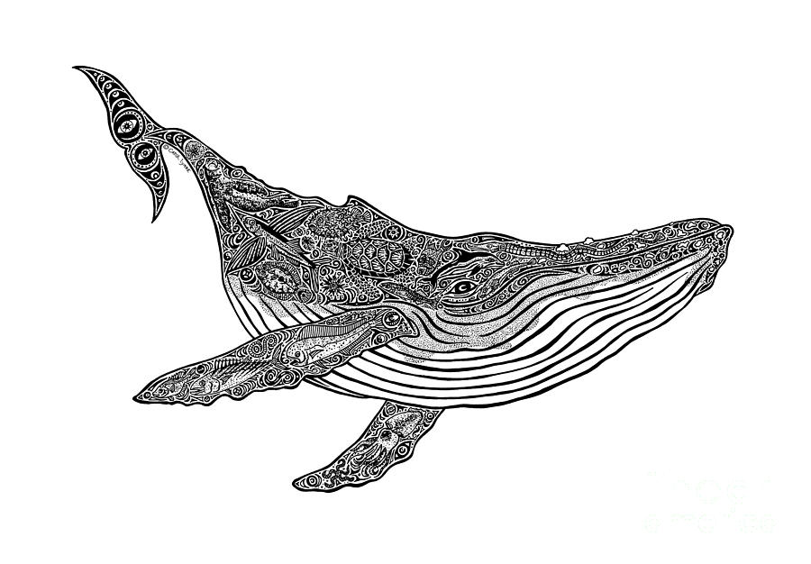 900x626 Humpback Whale Line Drawing - Whale Line Drawing