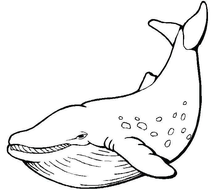 700x618 Killer Whale Coloring Pages Sperm Whale Line Drawing At Free - Whale Line Drawing