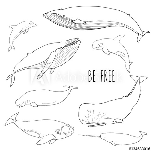 500x500 Set Of Different Whales Vector Illustration Of Marine Mammals - Whale Line Drawing