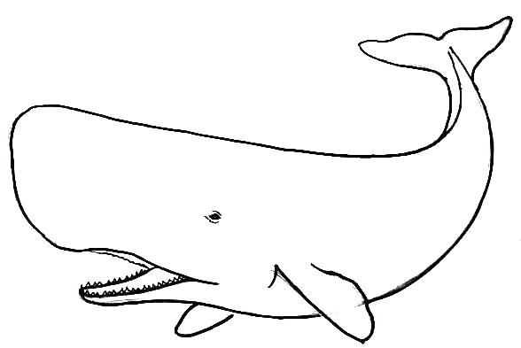 Whale Line Drawing at PaintingValley.com | Explore collection of Whale ...