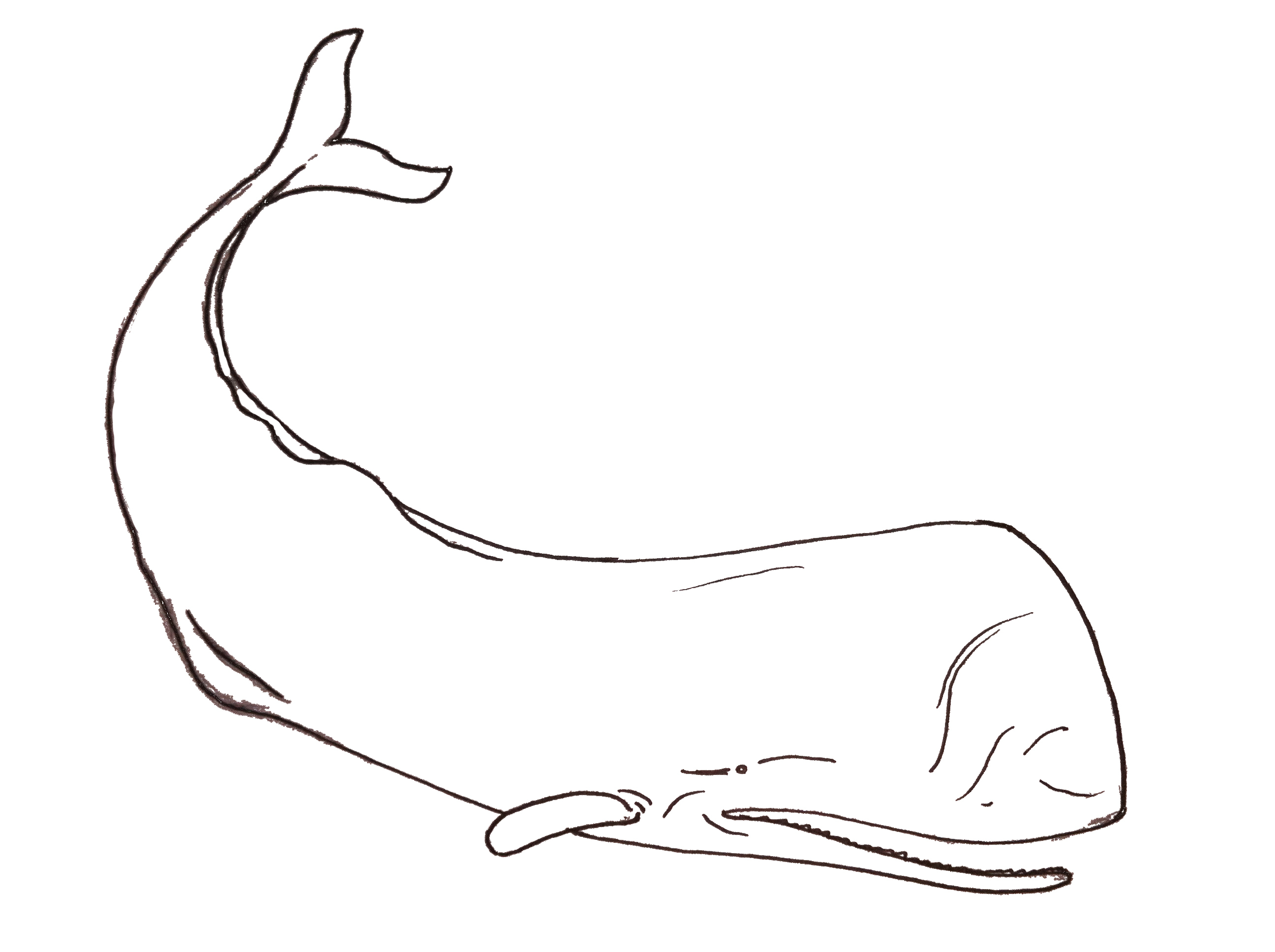 2592x1936 Sperm Whale Drawing Sperm Whale Drawing Sperm Whale Line Drawing - Whale Line Drawing