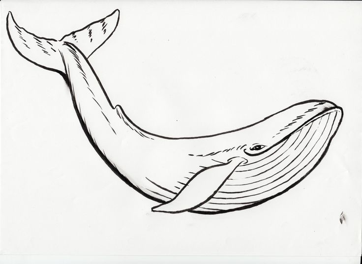 736x537 Un Dibujo Para De Una Ballena Azul Dibujo In Whale - Whale Line Drawing