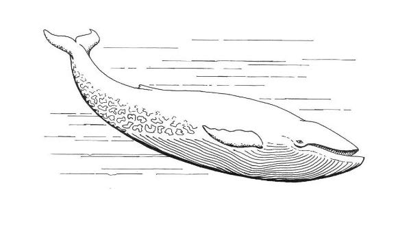 600x350 X Acrylic Keyring Line Drawing Blue Whale - Whale Line Drawing