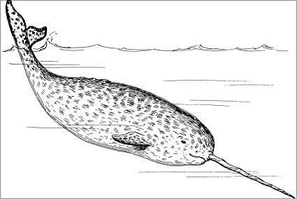 425x284 Poster Line Art Drawing Of A Narwhal Whale - Whale Line Drawing