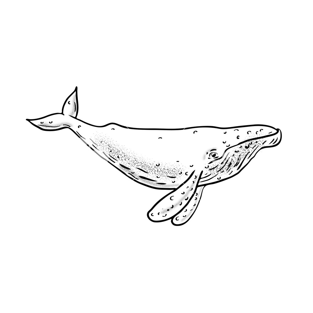 Whale Line Drawing At Paintingvalley.com 