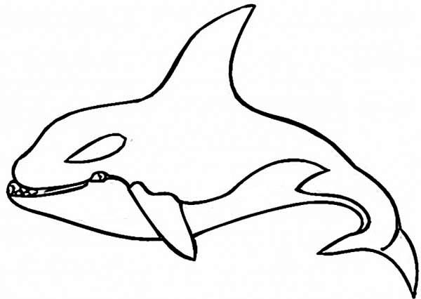 600x426 Huge Collection Of 'killer Whale Outline Drawing' Download More - Whale Outline Drawing