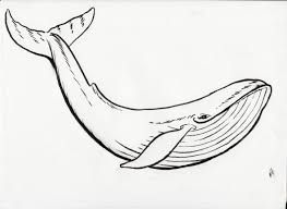 263x192 Image Result For Blue Whale Outline A R T J O U R N A L - Whale Outline Drawing