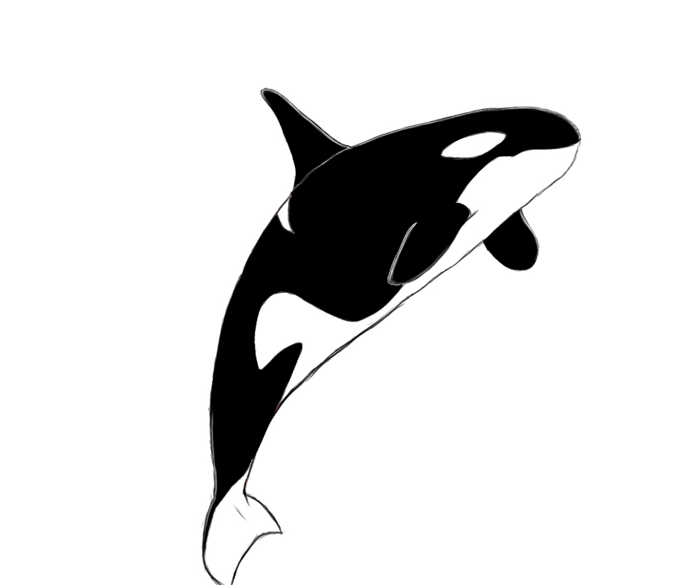 970x822 Orca Coloring Pages Killer Whale Outline Drawing - Whale Outline Drawing