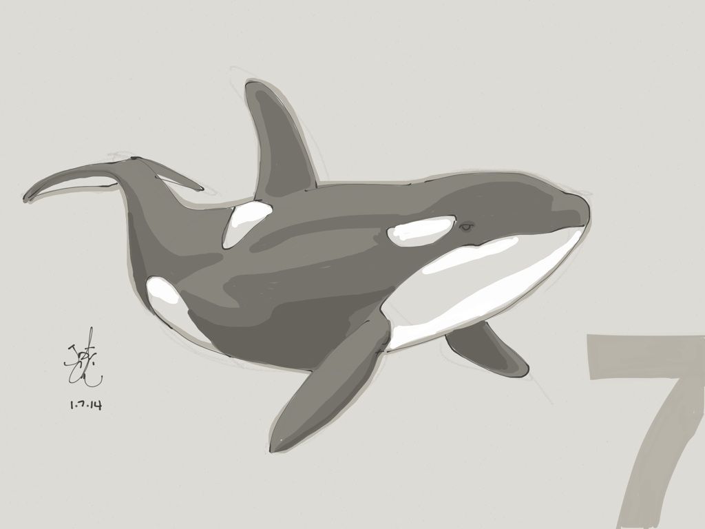 1024x768 whale outline drawing with killer whale outline drawing - Whale Outline Drawing