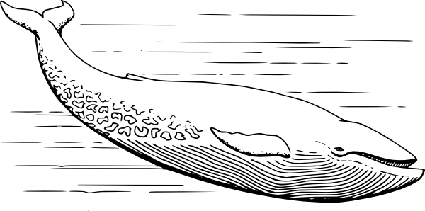 600x298 Blue Whale Clip Art - Whale Outline Drawing