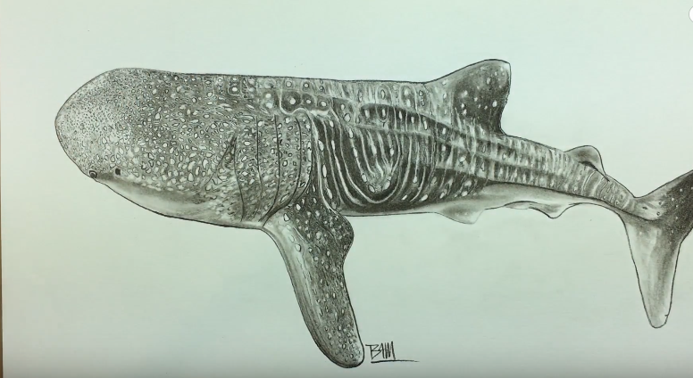 776x424 How To Draw A Whale Shark Step - Whale Shark Drawing
