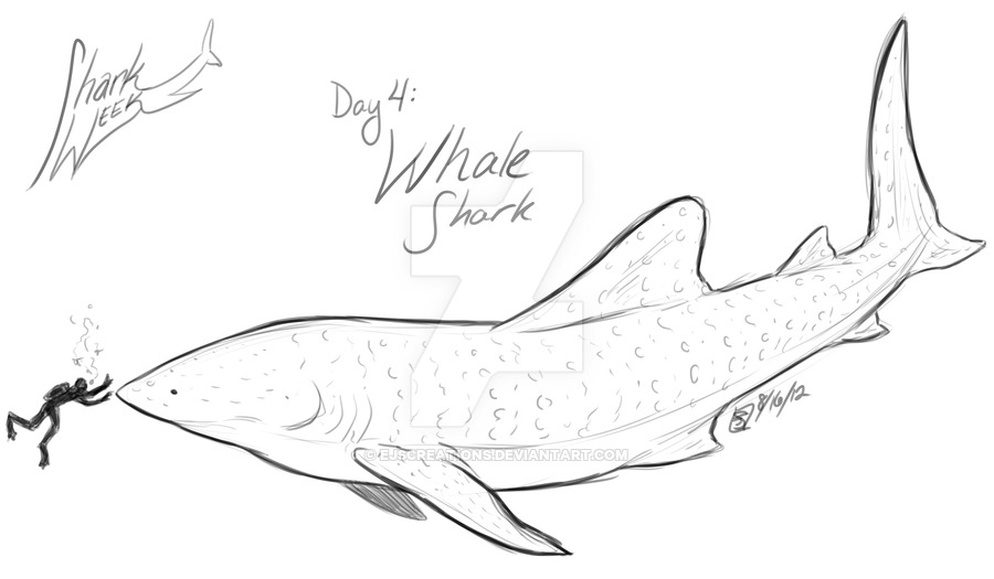 900x525 Shark Week Day Whale Shark - Whale Shark Drawing