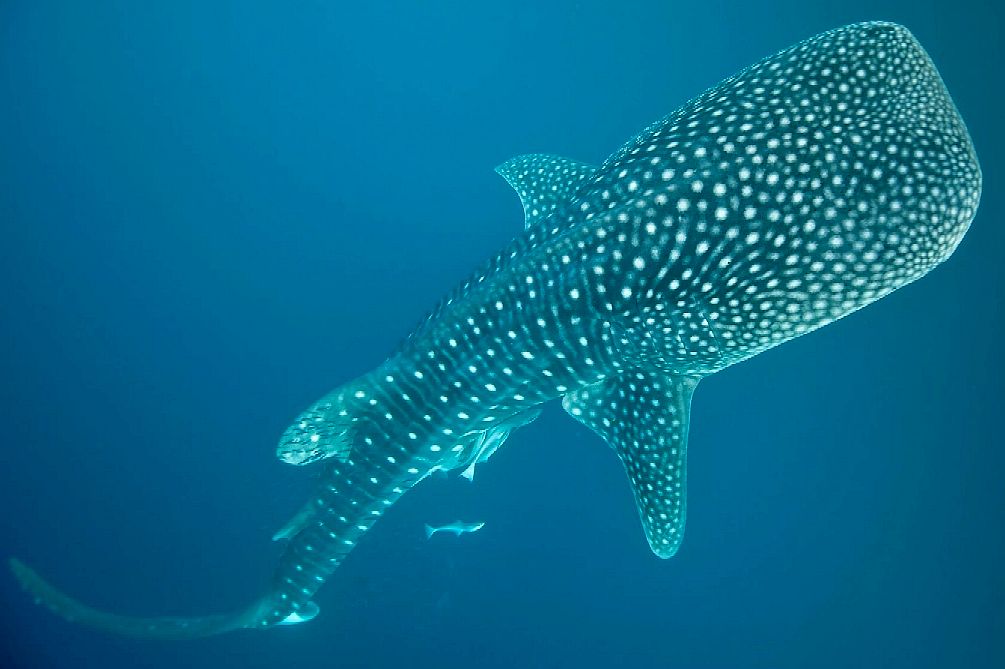 1005x669 Whale Sharks - Whale Shark Drawing