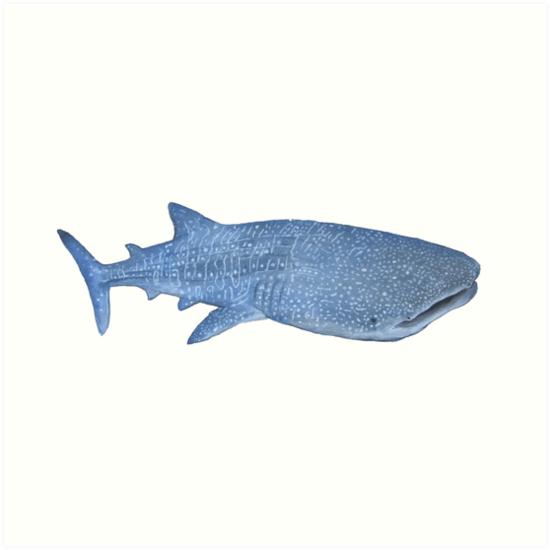 550x550 Whale Shark Drawing Art Prints - Whale Shark Drawing