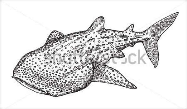 600x352 Whale Shark Drawing - Whale Shark Drawing