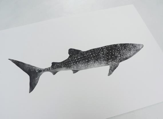 570x417 Whale Shark Illustration Print Sea Animal Prints Pencil Etsy - Whale Shark Drawing