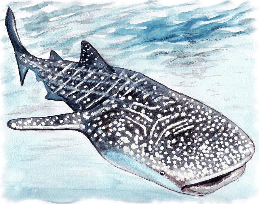 900x710 Whale Shark Painting - Whale Shark Drawing