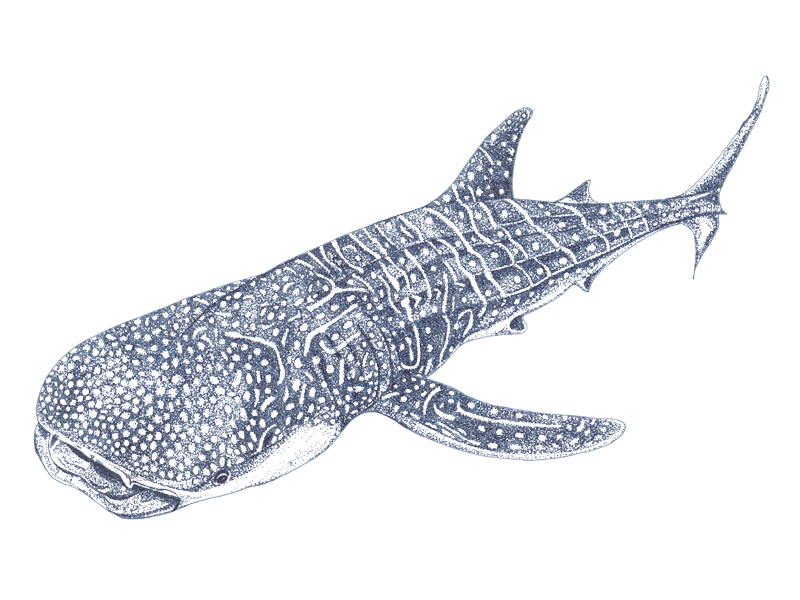 800x600 Whale Shark - Whale Shark Drawing