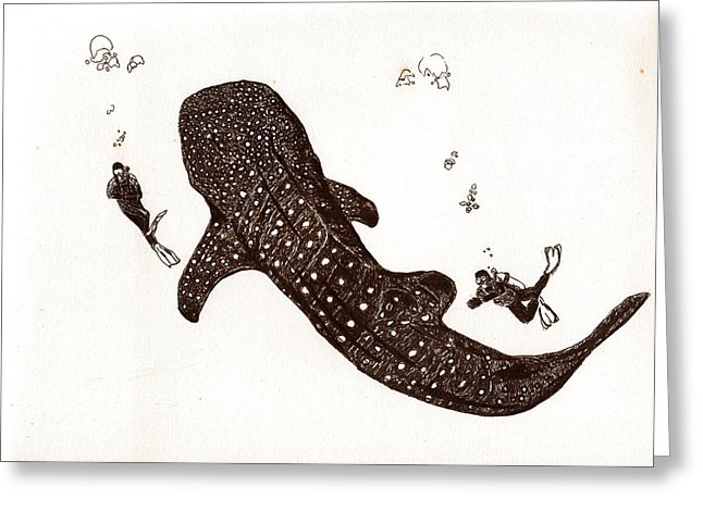 646x470 Whaleshark Drawing - Whale Shark Drawing