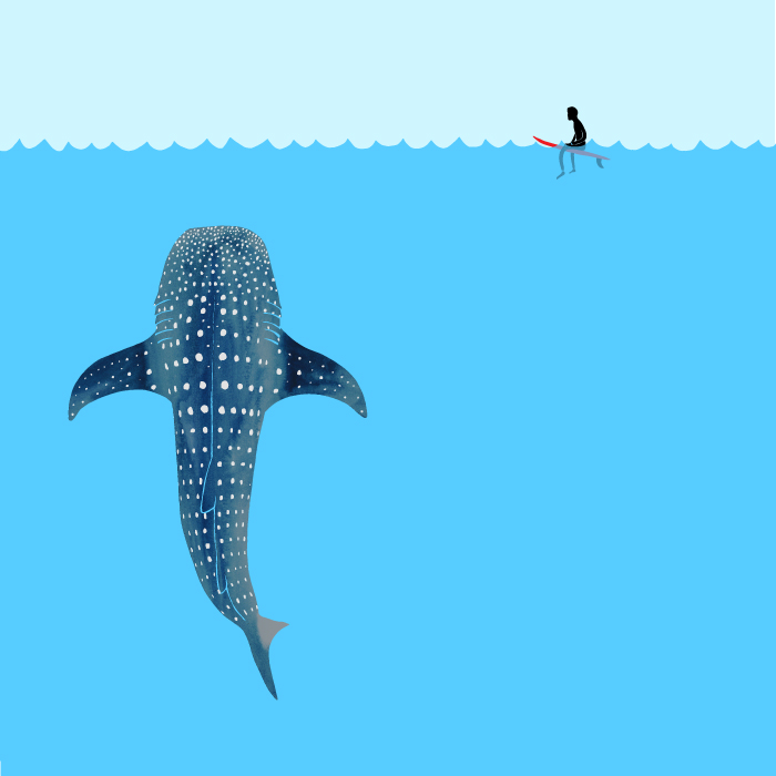 700x700 Whale Shark Drawing Jonas Claesson - Whale Shark Drawing