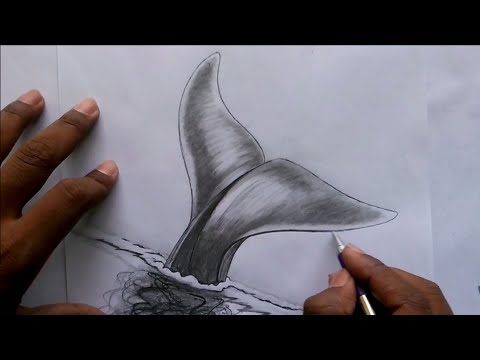 480x360 How To Draw Wings - Whale Tail Drawing