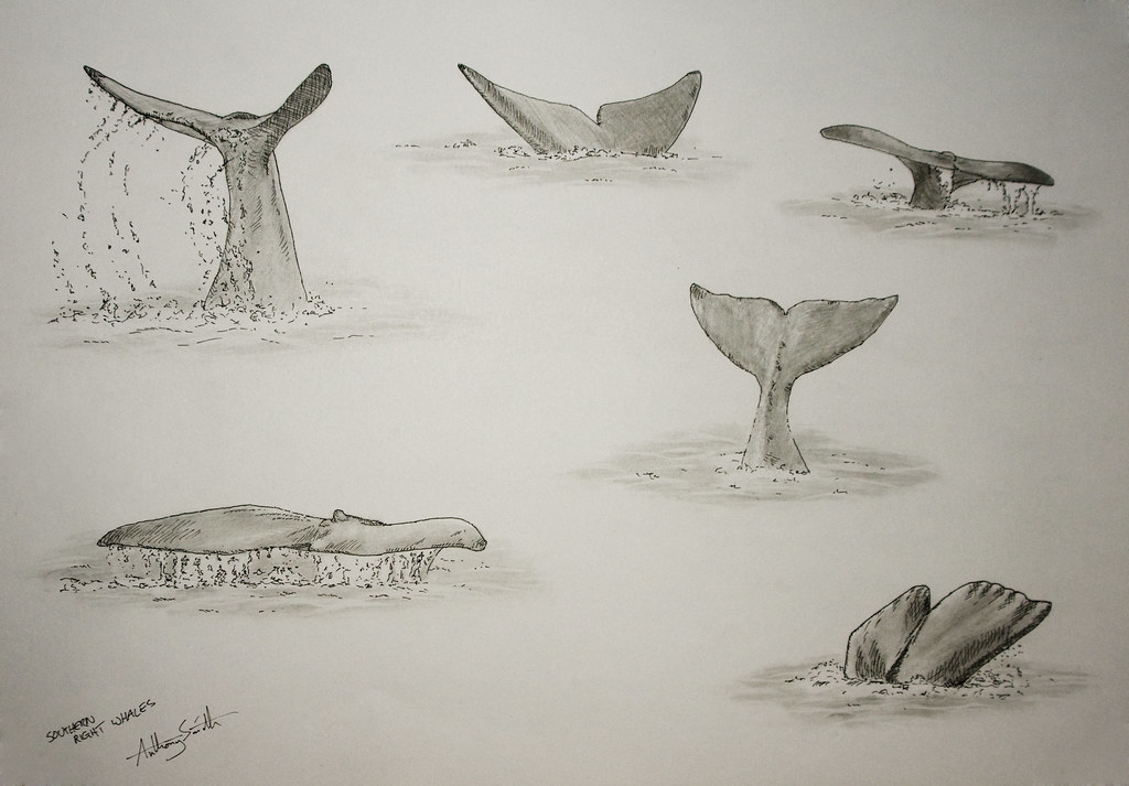 1024x713 the world's most recently posted photos of sketches and whale - Whale Tail Drawing
