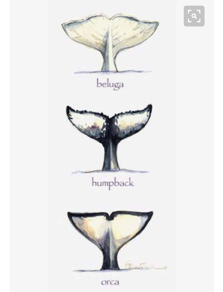 750x982 whale tail tattoos wood fence art whale art, whale tattoos - Whale Tail Drawing
