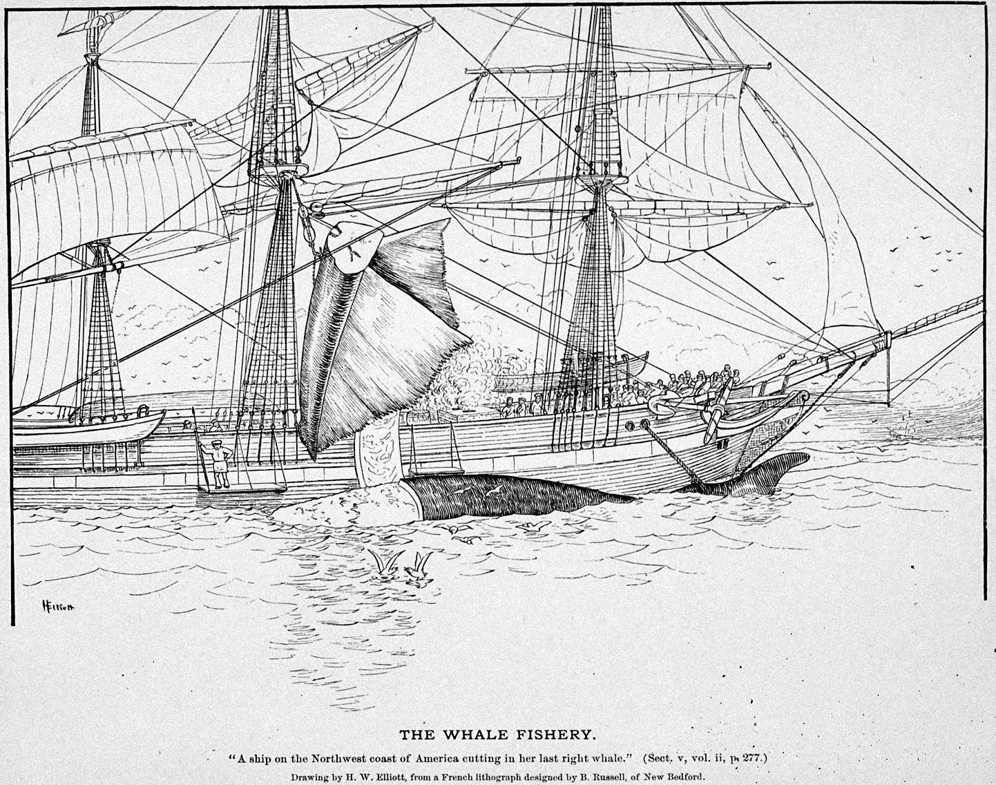 1442x1136 Hoisting Aboard The Whalebone From A Right Whale - Whaling Ship Drawing