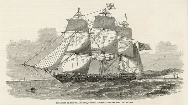 600x336 The 'samuel Enderby', A Whaling Ship Art Print - Whaling Ship Drawing