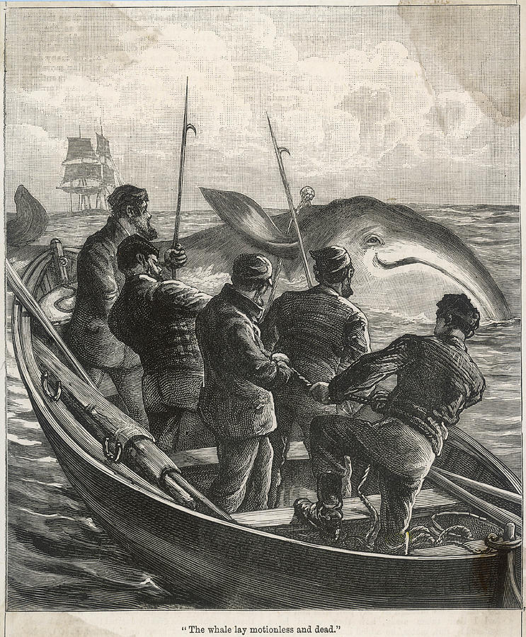 743x900 Whaling From A Small Boat Date Drawing - Whaling Ship Drawing