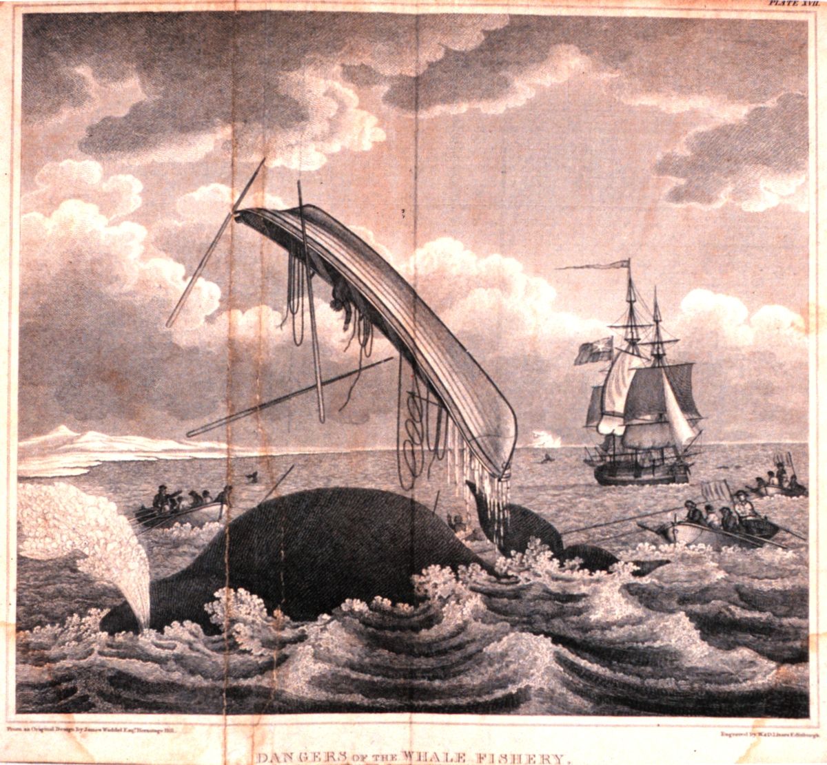 1200x1111 Whaling In The United Kingdom - Whaling Ship Drawing