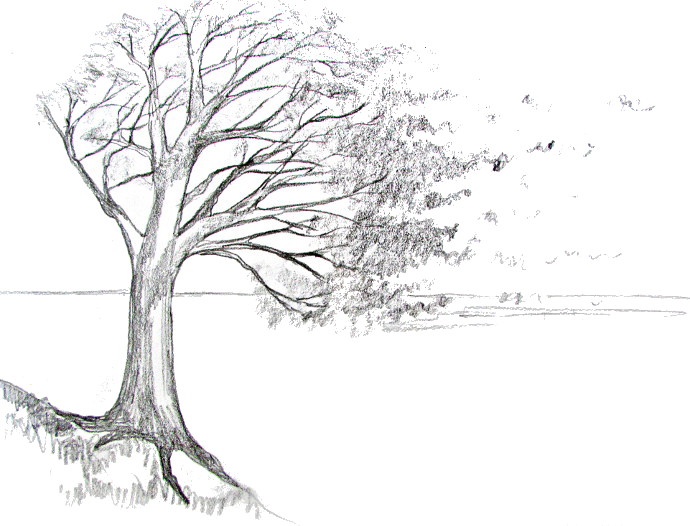 690x526 How To Draw A Tree - What Drawing